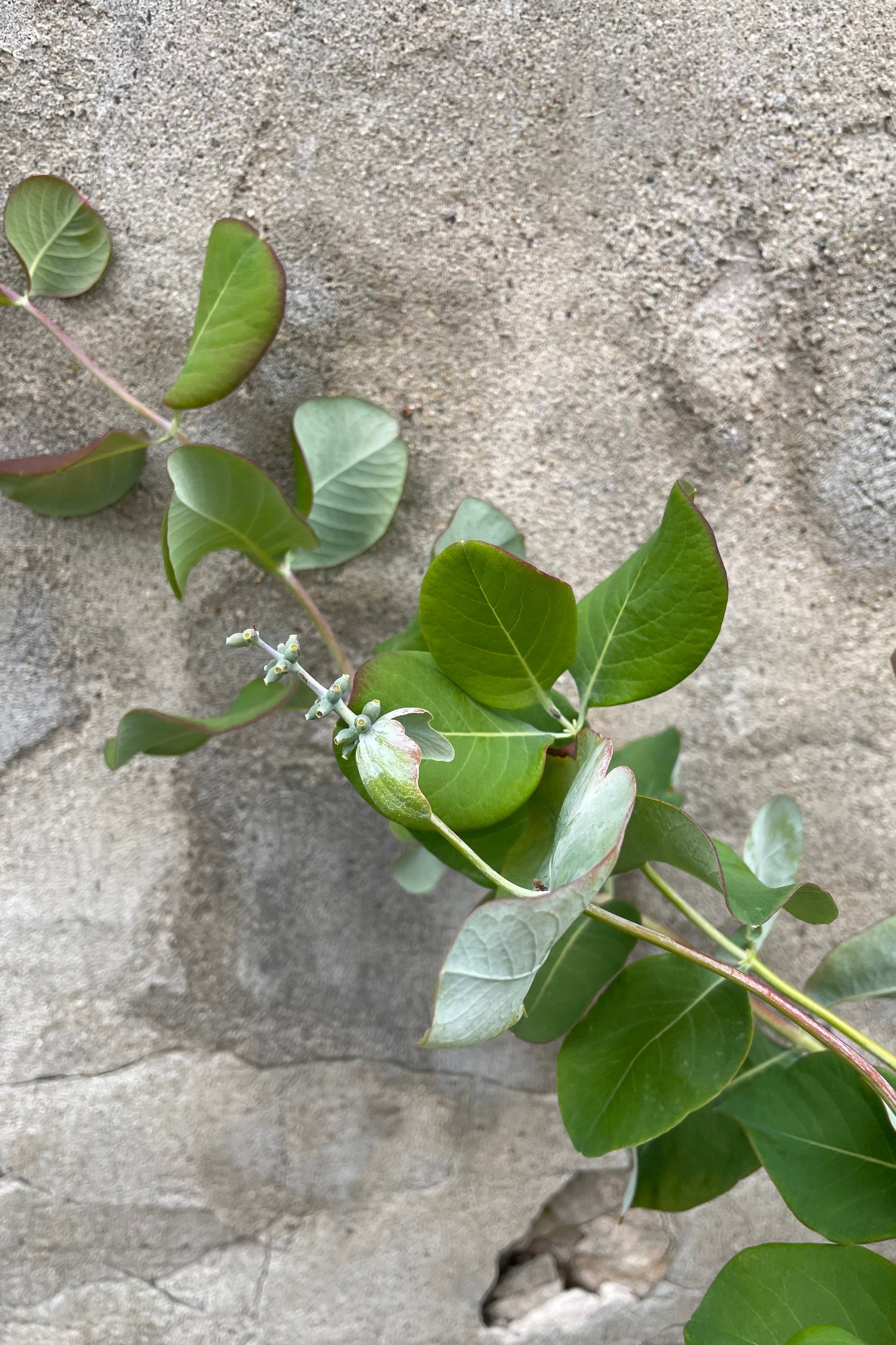 Lonicera 'Kintzley's Ghost' close up of a branch and start of bud the middle of June ©Sprout Home