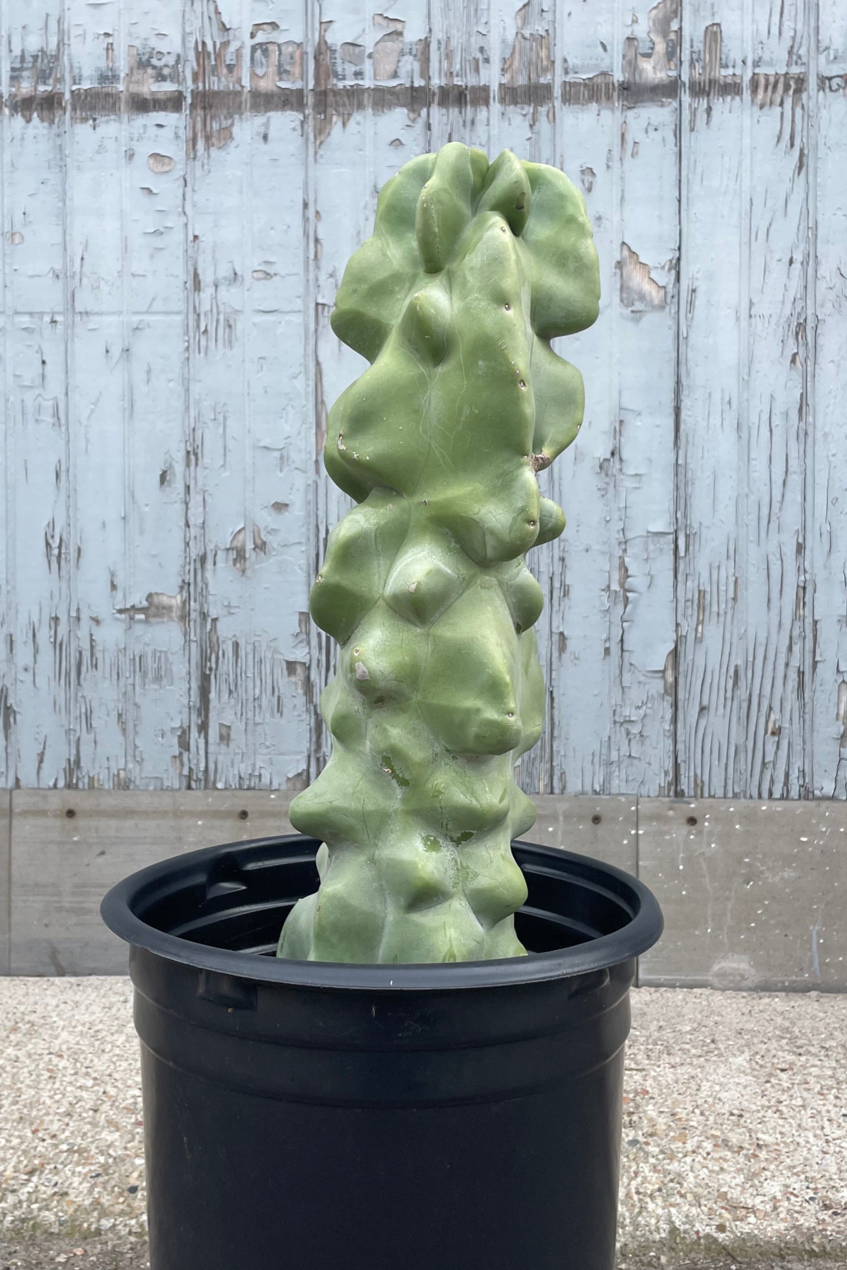 Photo of a cactus in a black pot in front of a gray wall. The cactus is Lophocereus schotii  with a thick undulating central stem. ©Sprout Home