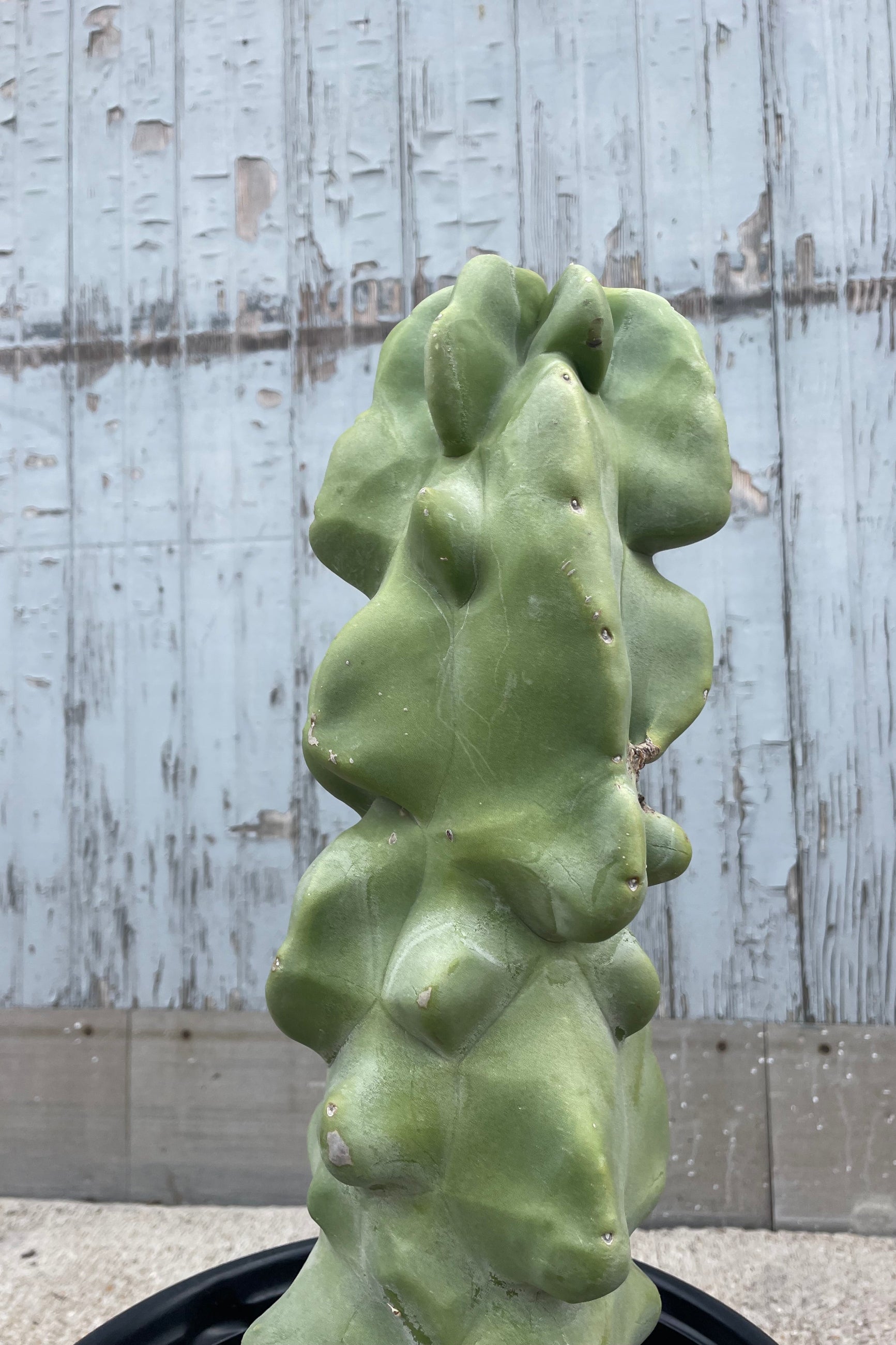 Photo of a cactus in front of a gray wall. The cactus is Lophocereus schotii  with a thick undulating central stem. ©Sprout Home
