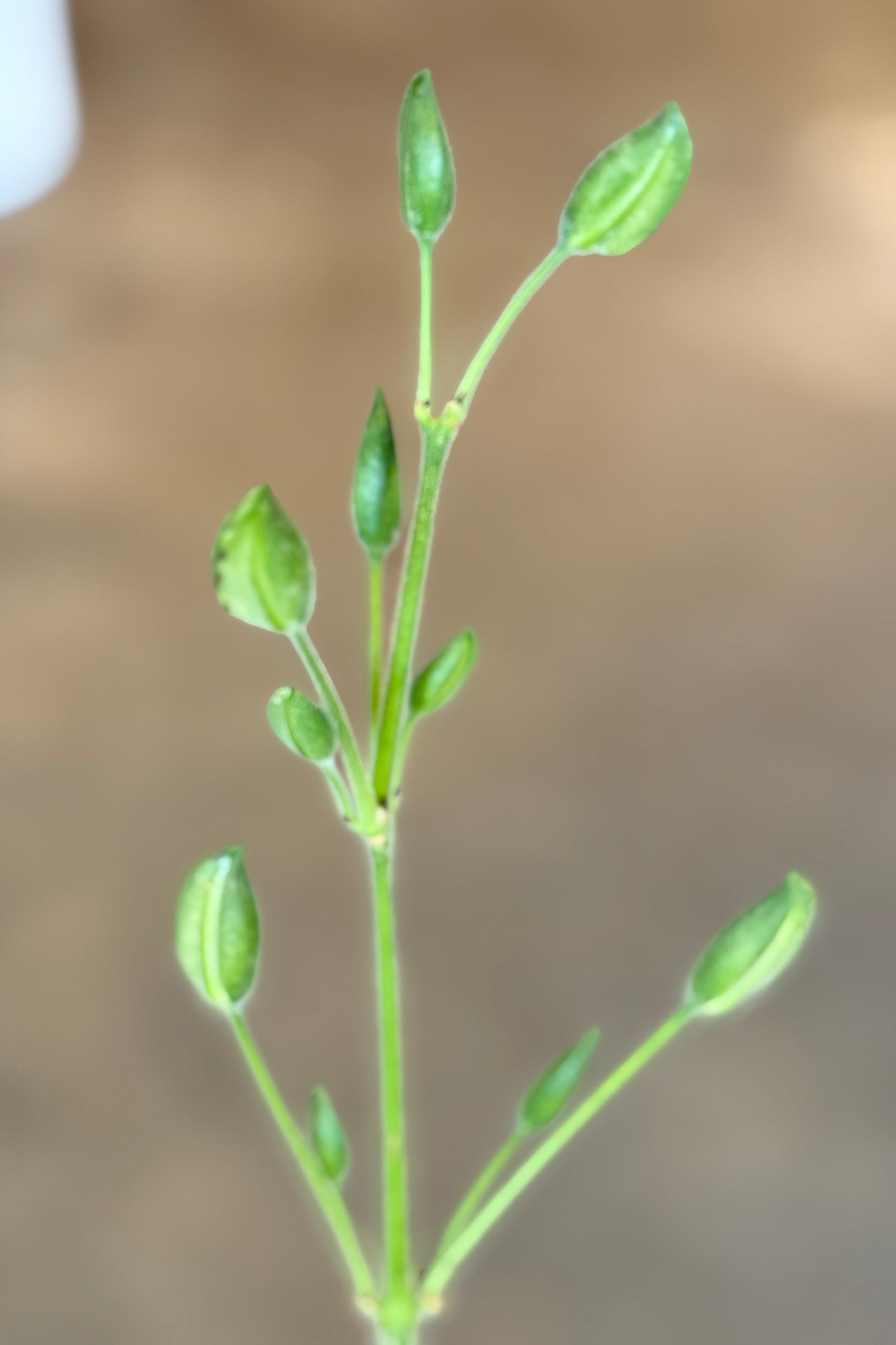 Close-up of a Louteridium donnell-smithii plant stem with green buds against a blurred background ©Sprout Home