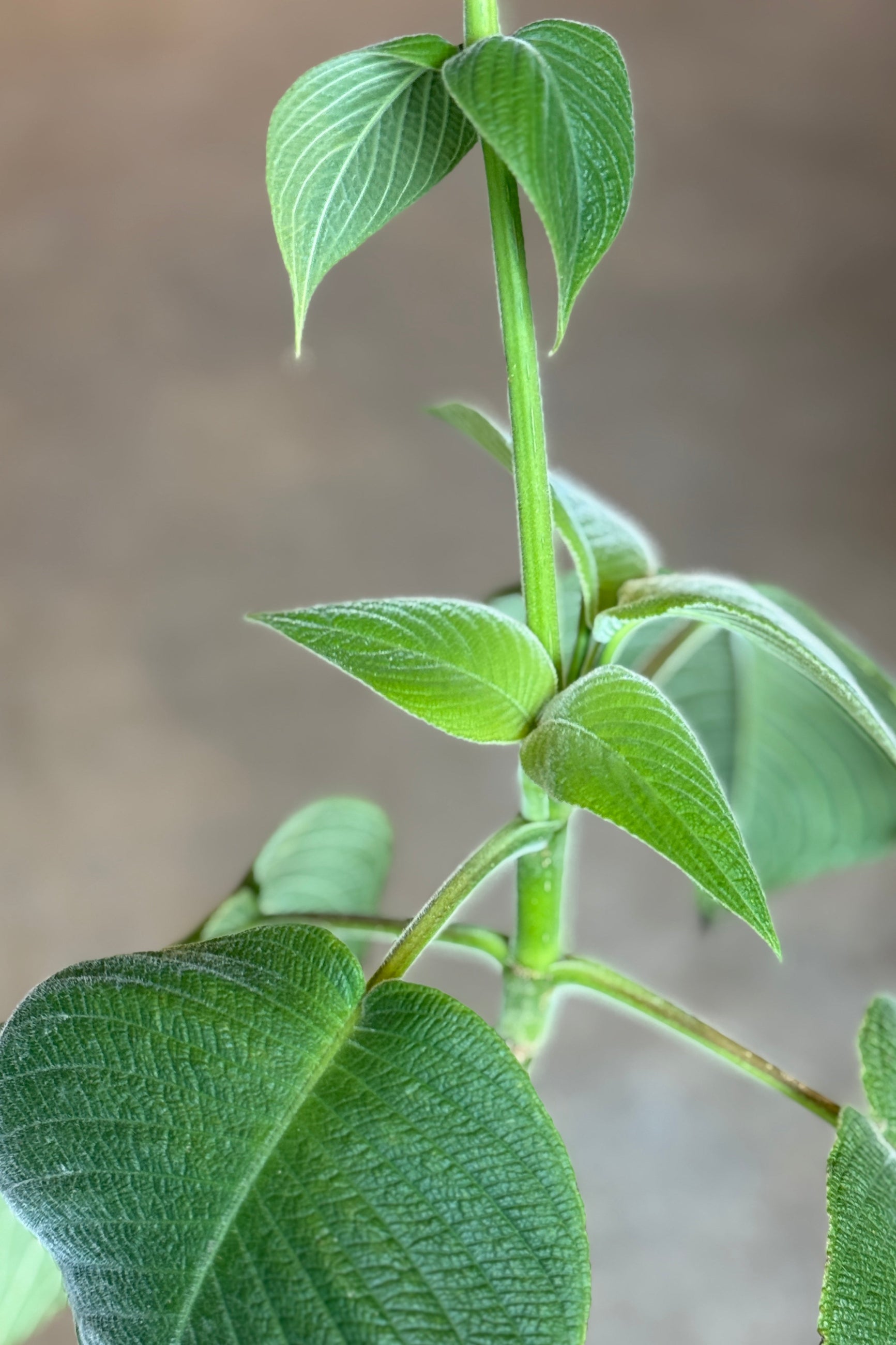 Close-up of Louteridium donnell-smithii green leaves on a plant with a blurred background ©Sprout Home