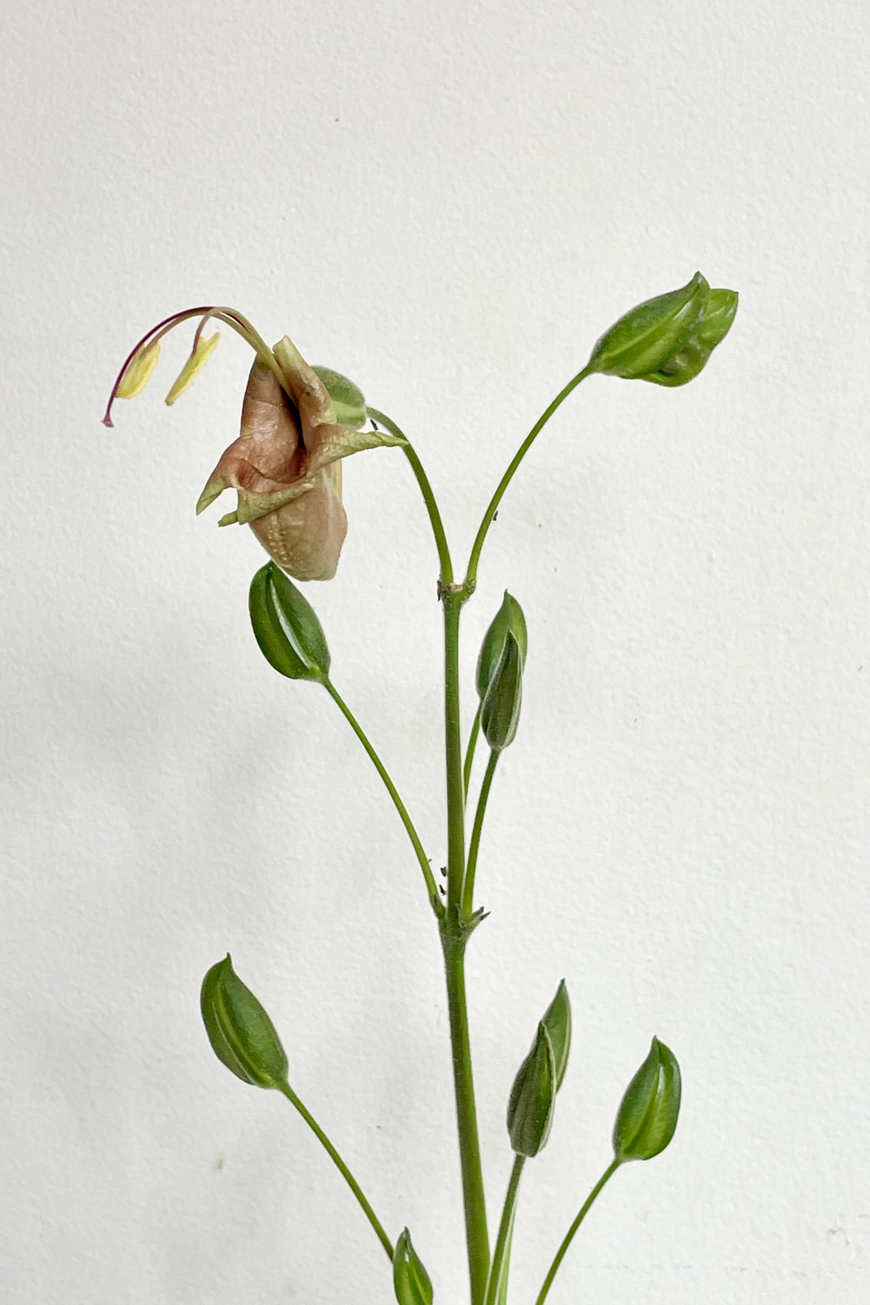 Unusual flower and buds of Louteridium in front of a white wall. Strange flower ©Sprout Home