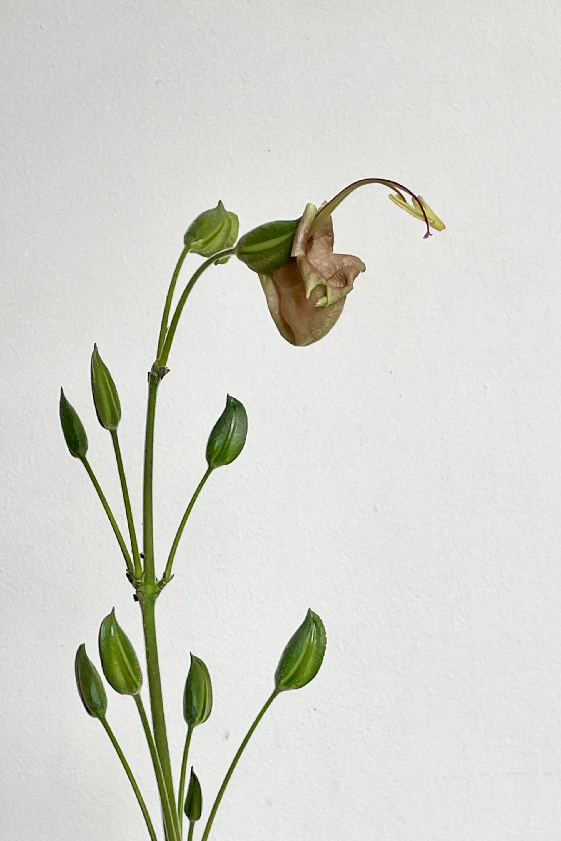 Unusual flower and buds of Louteridium in front of a white wall. Strange flower ©Sprout Home