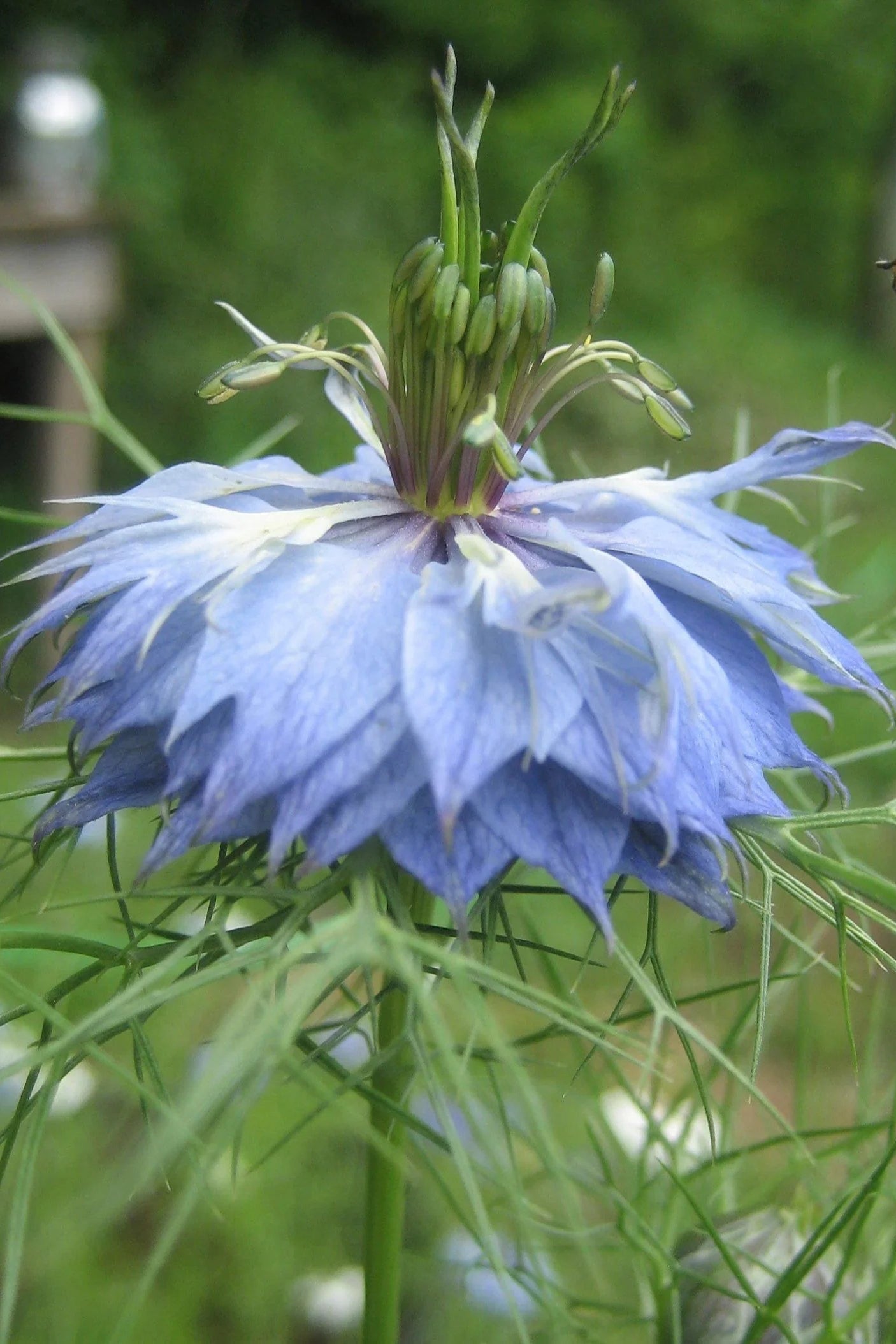 Blue Nigella  flower with a bee in a garden setting ©Hudson Valley Seed Co.