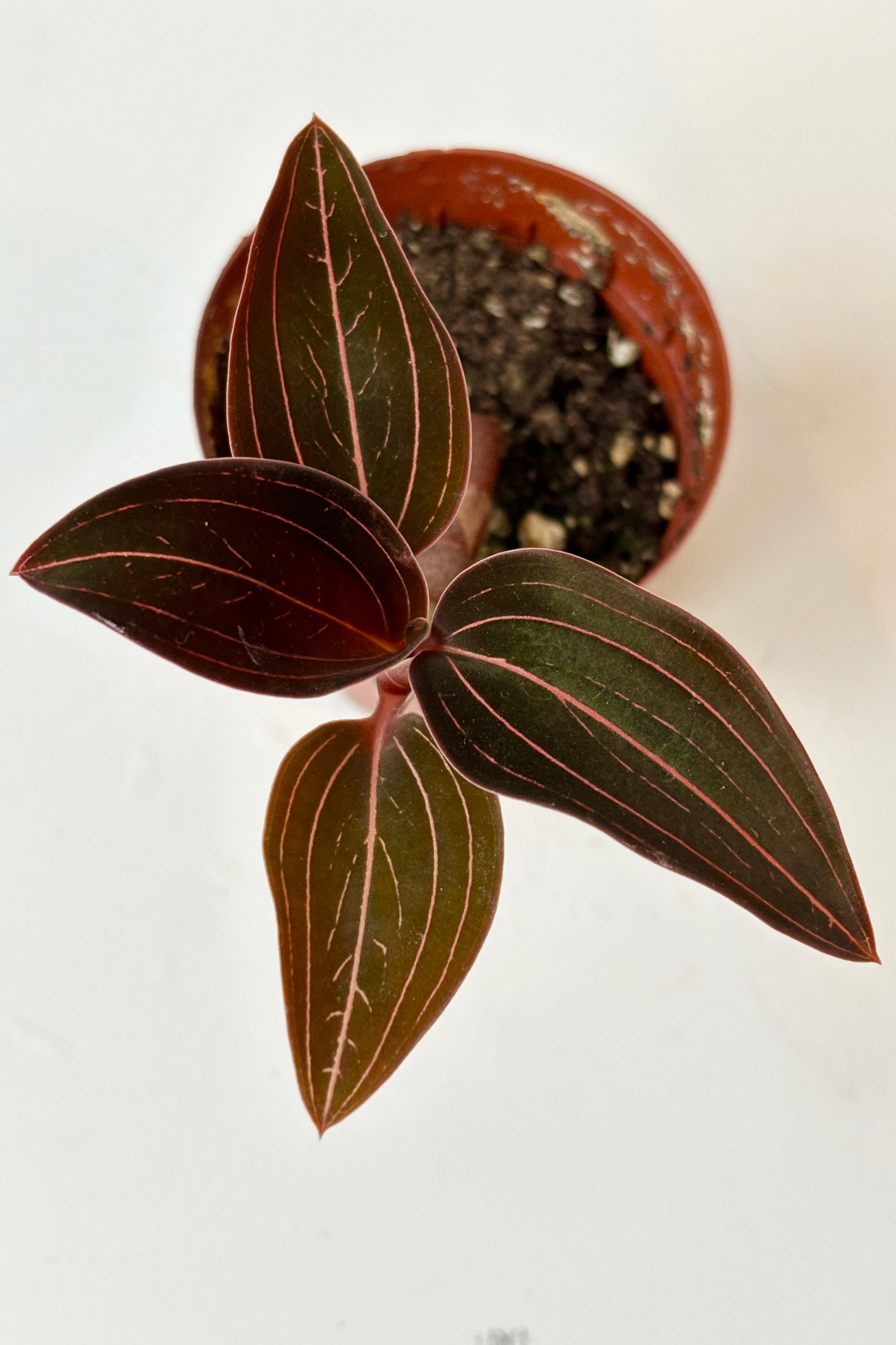 Ludisia Jewel orchid in 2" pot against white background ©Sprout Home