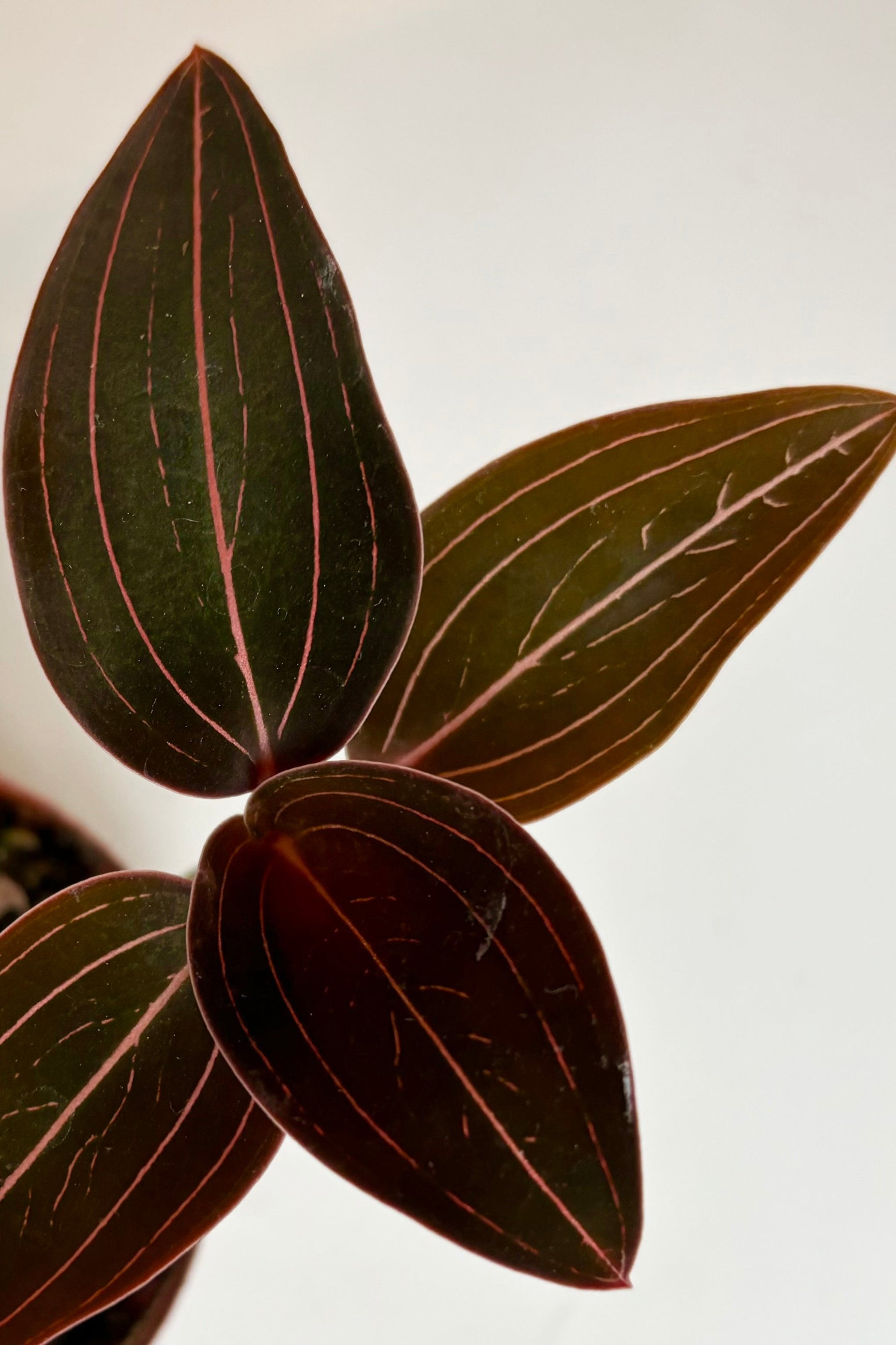 Close up of Ludisia Jewel orchid in 2" pot against white background ©Sprout Home