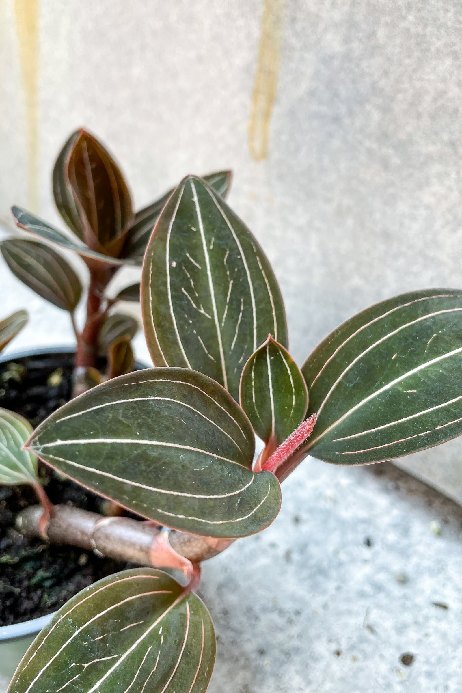 Close photo of dark velvety leaves of Ludicisa "Jewel Orchid"