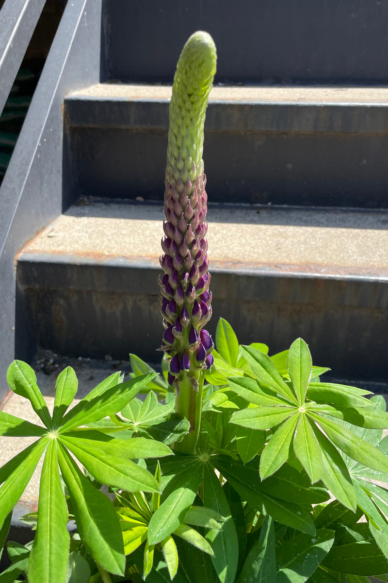 Lupinus 'Westcountry Masterpiece' starting to show its purple buds on the stalk above green foliage the beginning of May. 