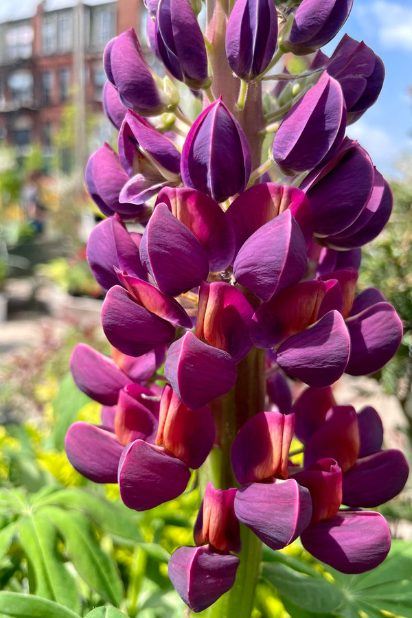 The gorgeous vivid purple with yellow fuchsia throated blooms of the Lupinus 'Westcountry Masterpiece' in full bloom begining/middle of May at Sprout Home. 
