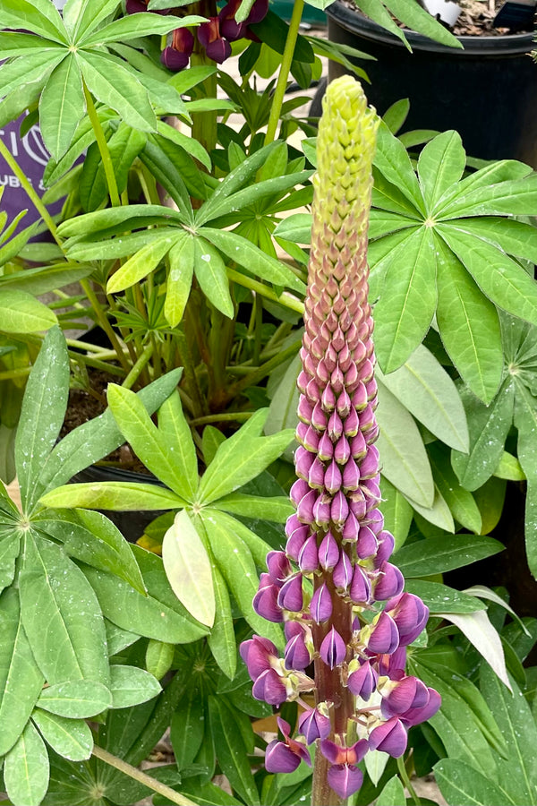Lupinus 'Westcountry Masterpiece' in bud and bloom with its regal tuple color above green lobed foliage the beginning of May