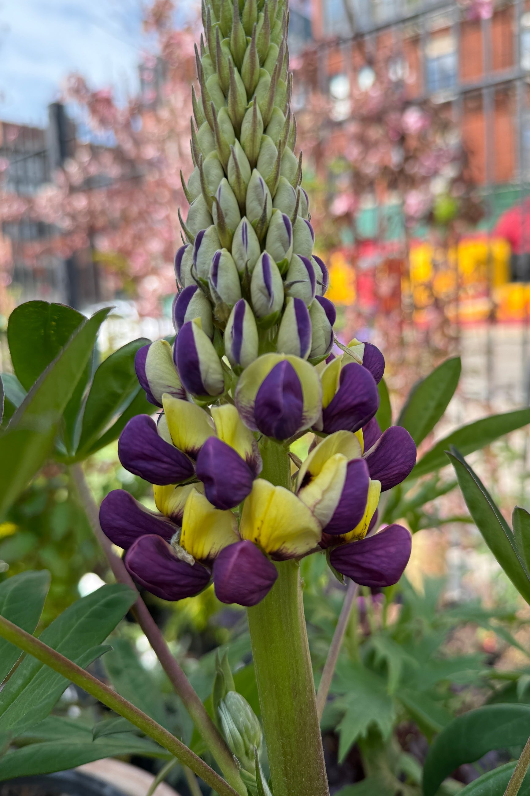 Manhattan Lights Lupine just starting to bud and bloom the beginning / middle of May ©Sprout Home