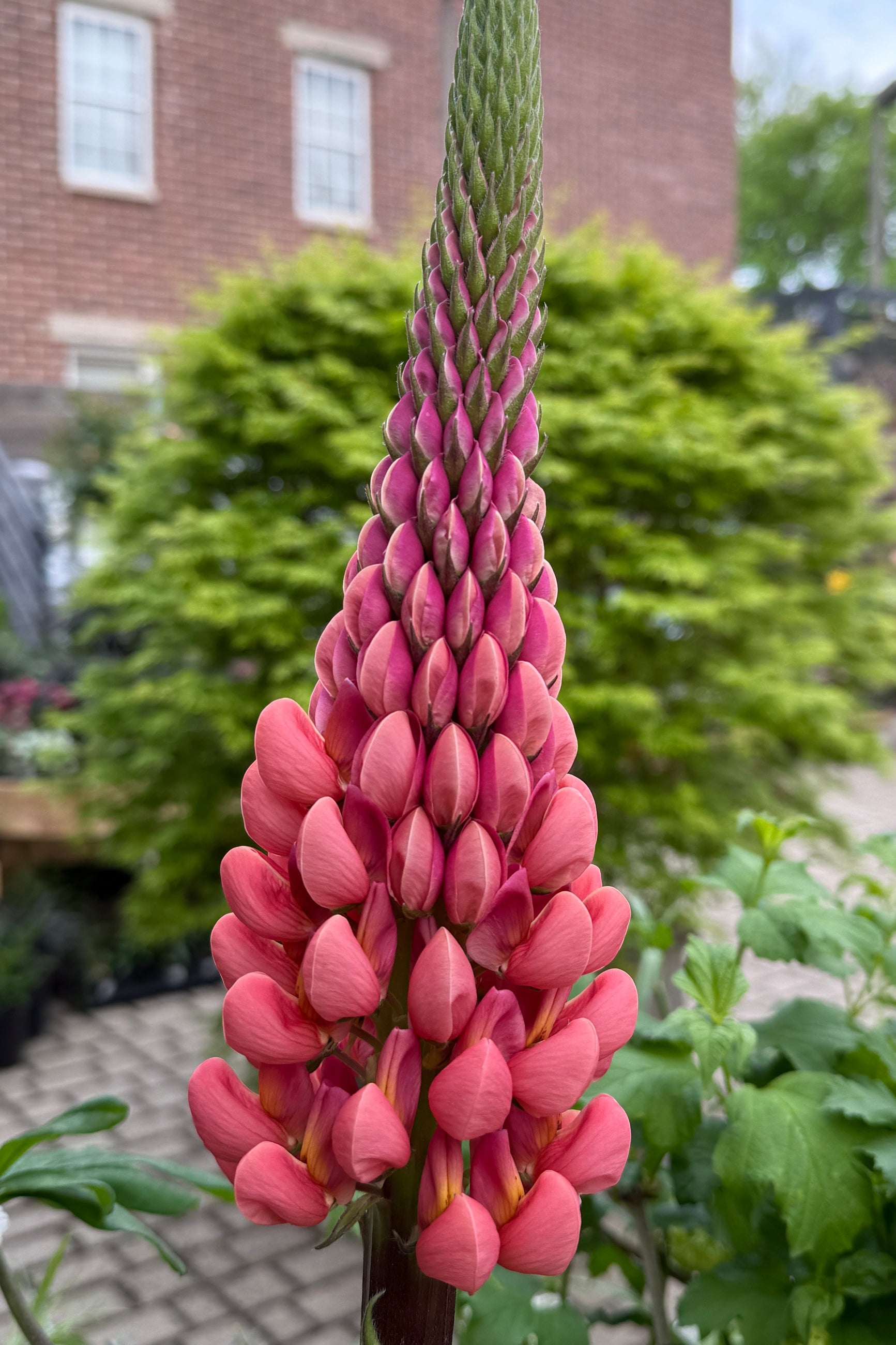 Lupinus p. 'Towering Inferno' buds starting to open the beginning of May ©Sprout Home