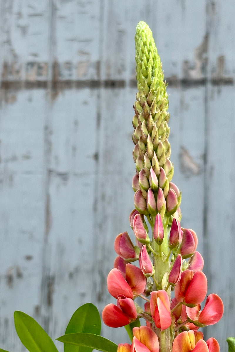 The beginning bud and bloom of the Lupinus 'Terracotta' perennial the beginning of May at Sprout Home. 