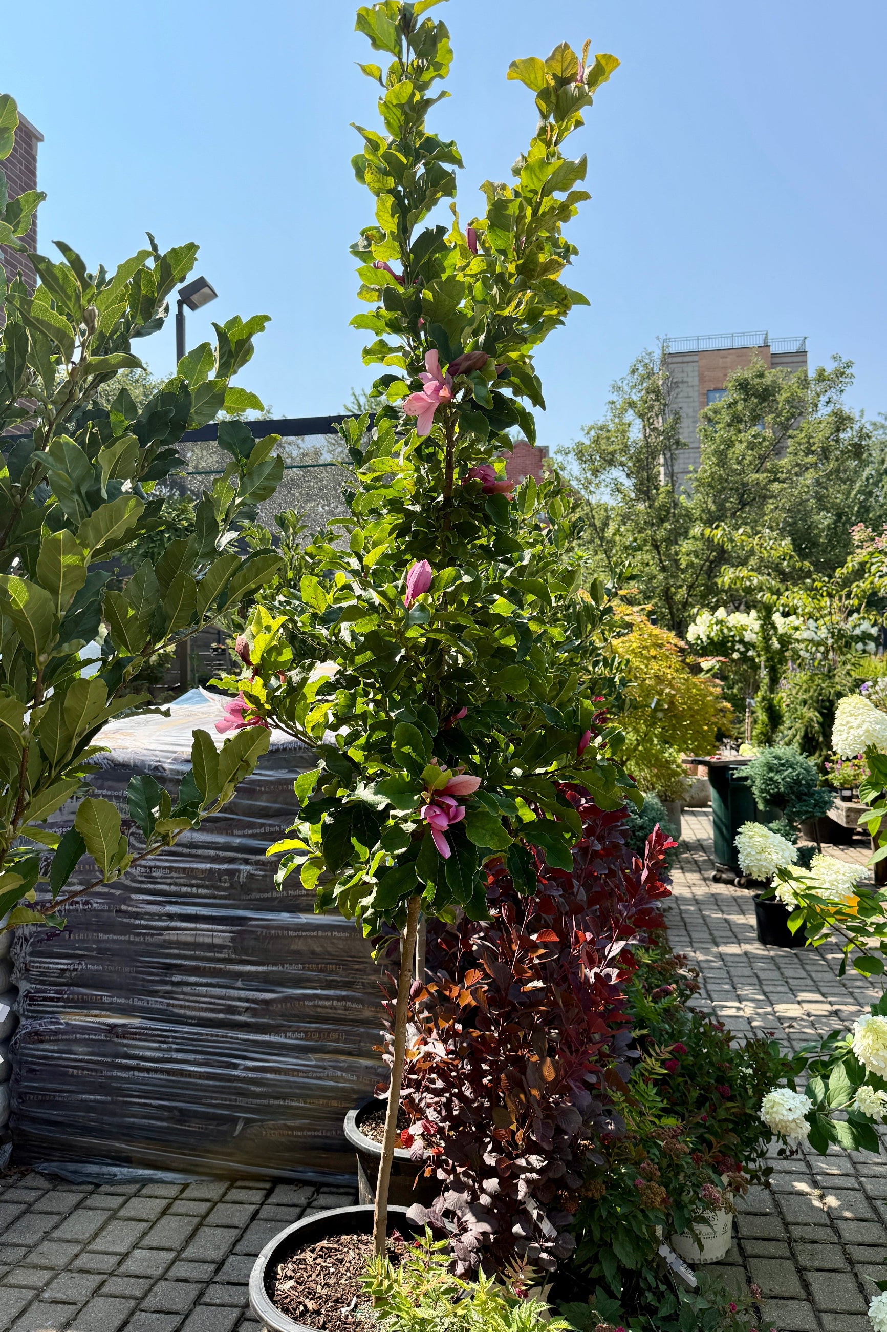 Magnolia 'Ann' #10 standard 5' in a #10 growers pot in bud and bloom the beginning of August in the Sprout Home yard. ©Sprout Home