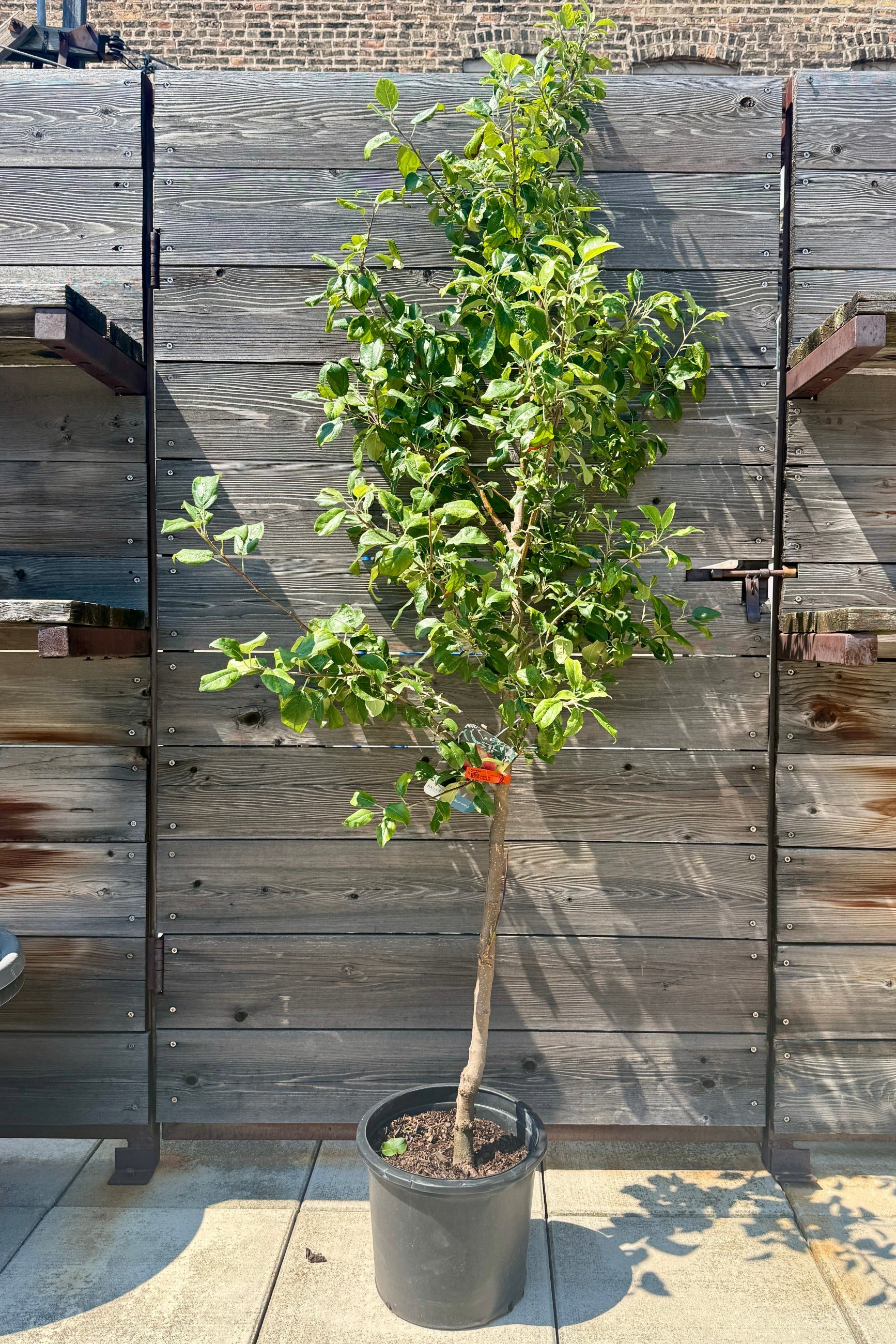 Malus 'Honeycrisp' tree in a # growers pot against a wood fence the beginning of July ©Sprout Home