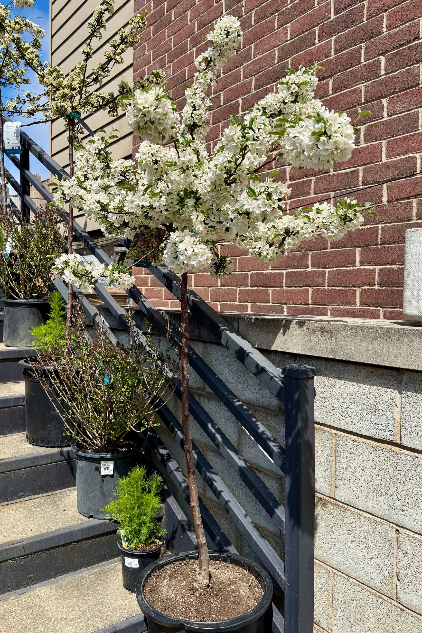 'Tina' Crabapple tree in a #10 growers pot in full bloom the very beginning of May ©Sprout Home