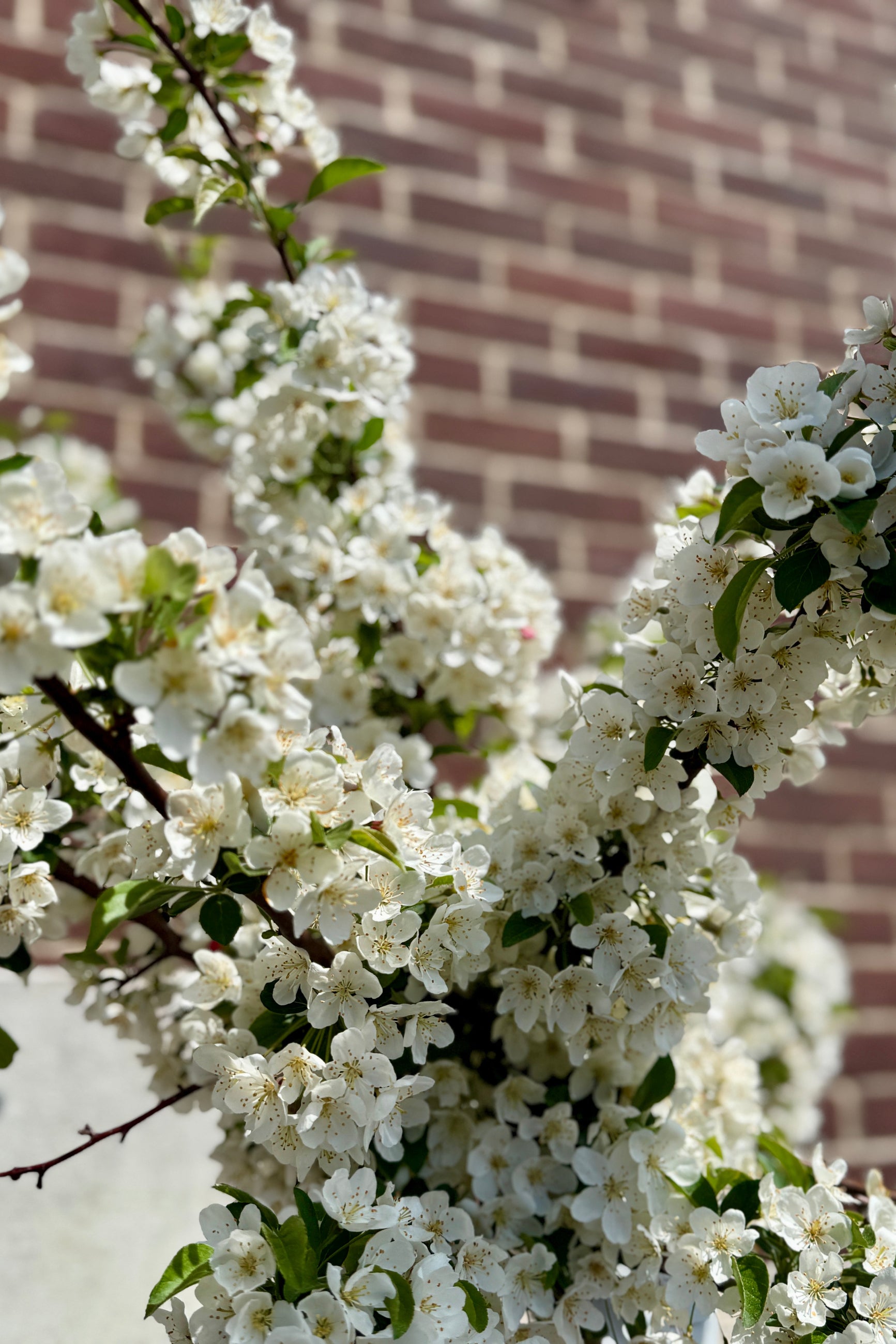 'Tina' Crabapple tree in full bloom the very beginning of May ©Sprout Home