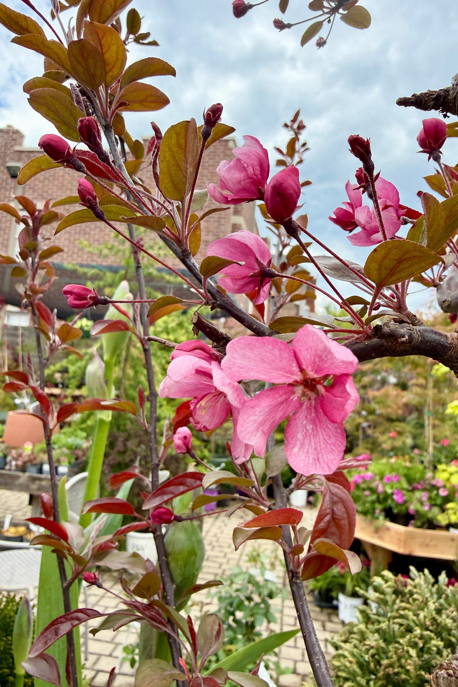 Malus 'Velvet Pillar' pink blooms the beginning of May up close ©Sprout Home
