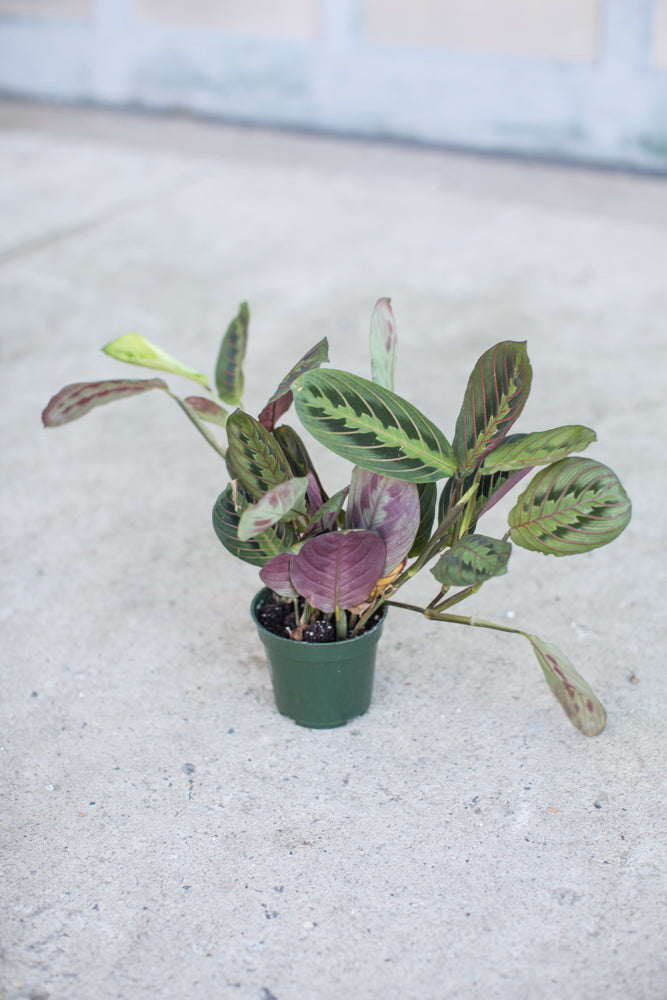 Maranta leuconeura 'Pinstripe' 4