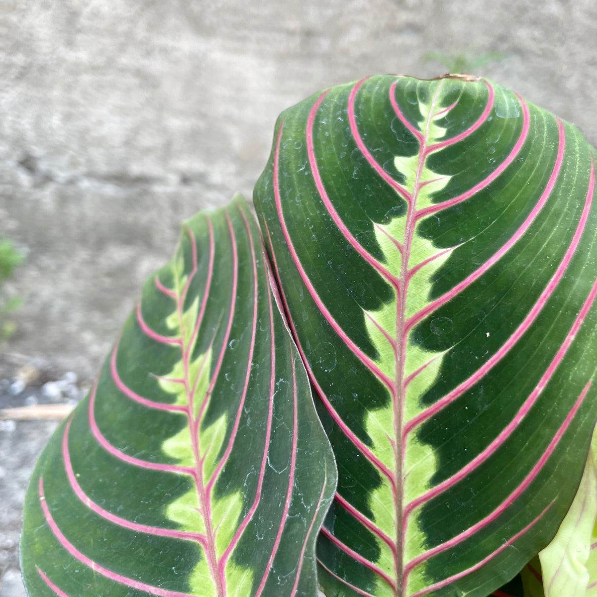 Maranta leuconeura 