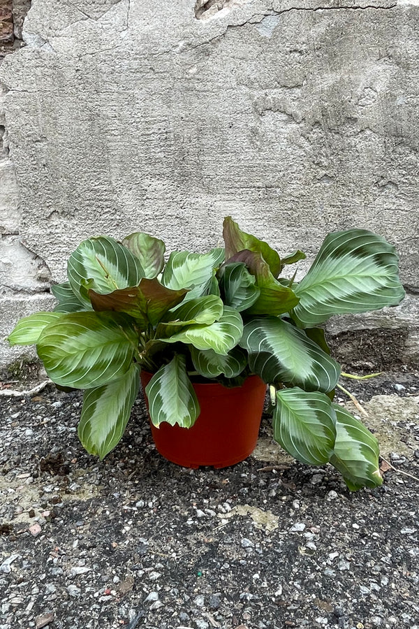 Maranta 'Silver Band' in a 6" growers pot sitting in front of a concrete wall. 