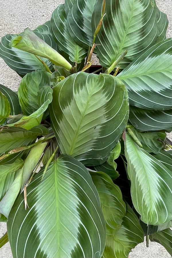 Detail photo of the pin stripe green and mint colored leaves of the Maranta 'Silver Band'.