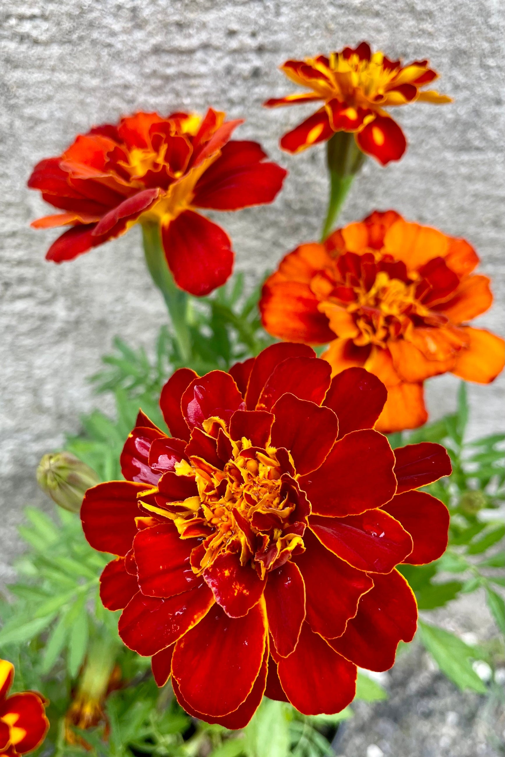 'Durango Red' marigold up close showing the bi colored orange and deep red flowers the end of September at Sprout Home.   ©Sprout Home
