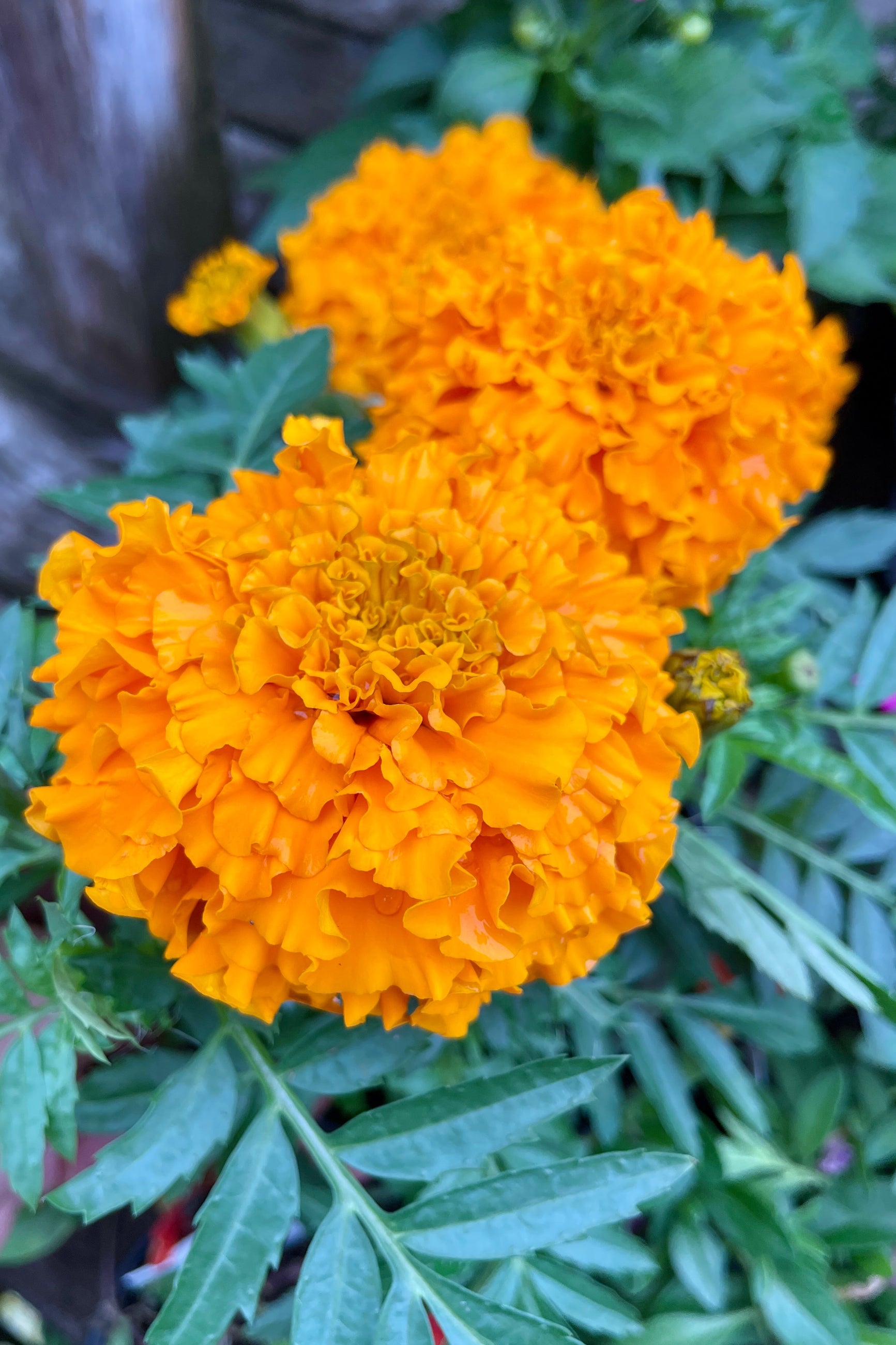 Close up of the ruffled bright orange flowers of the Marigold 'Taishan Orange' in May at Sprout Home.  ©Sprout Home