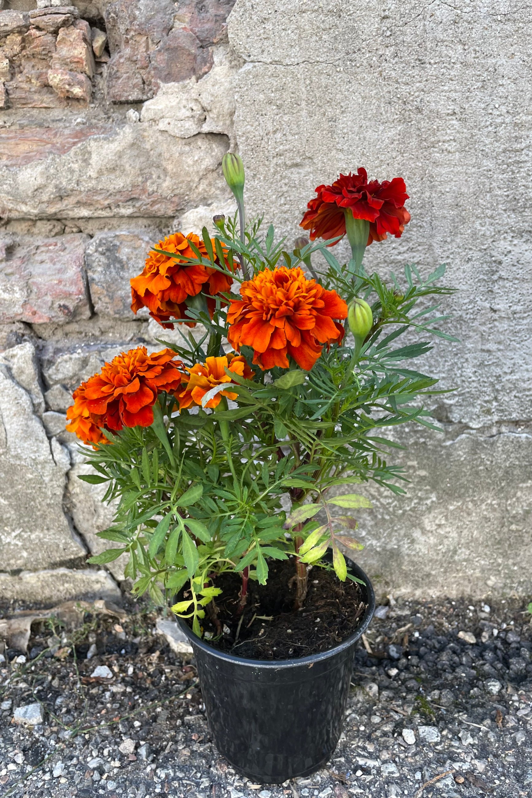 Marigold 'Fireball' in a 4.5" growers pot in September against a concrete wall.   ©Sprout Home