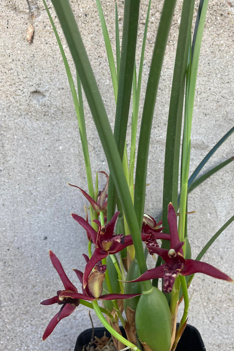 Photo of Maxillaria orchid flowers. These clusters of small dark red flowers grow low on the plant near the round green pseudobulbs, below the long narrow upright green leaves. The plant and its flowers are photographed against a cement wall.