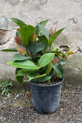 Medinilla myriantha in a 10" growers pot at Sprout Home.