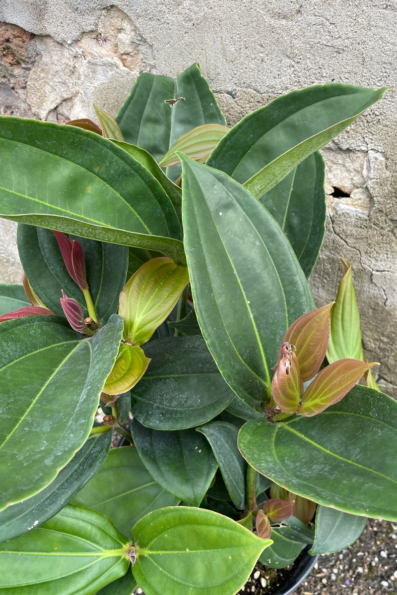 Detail image of the ovate thick green leaves with some red on the new growth of the Medinilla myriantha at Sprout Home. 