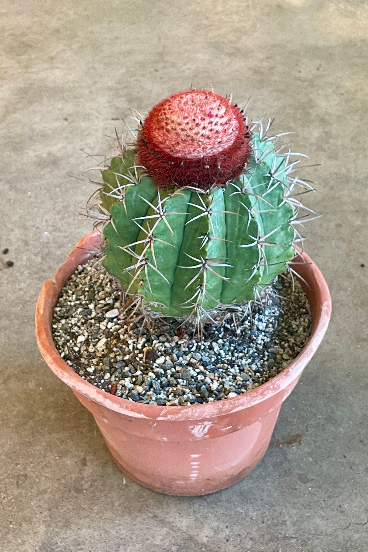 A Melocactus cactus in a weathered pot with a red top ©Sprout Home