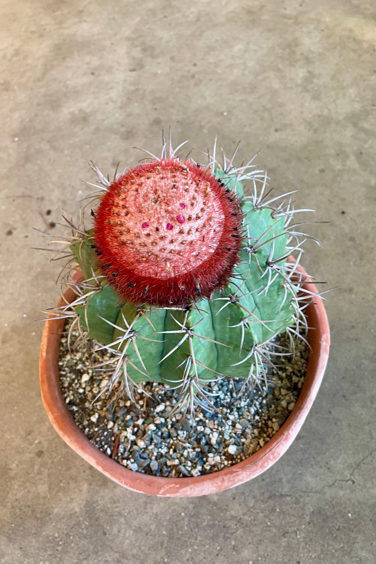 A Melocactus Cactus in a weathered pot with a red top. Shown from above. ©Sprout Home