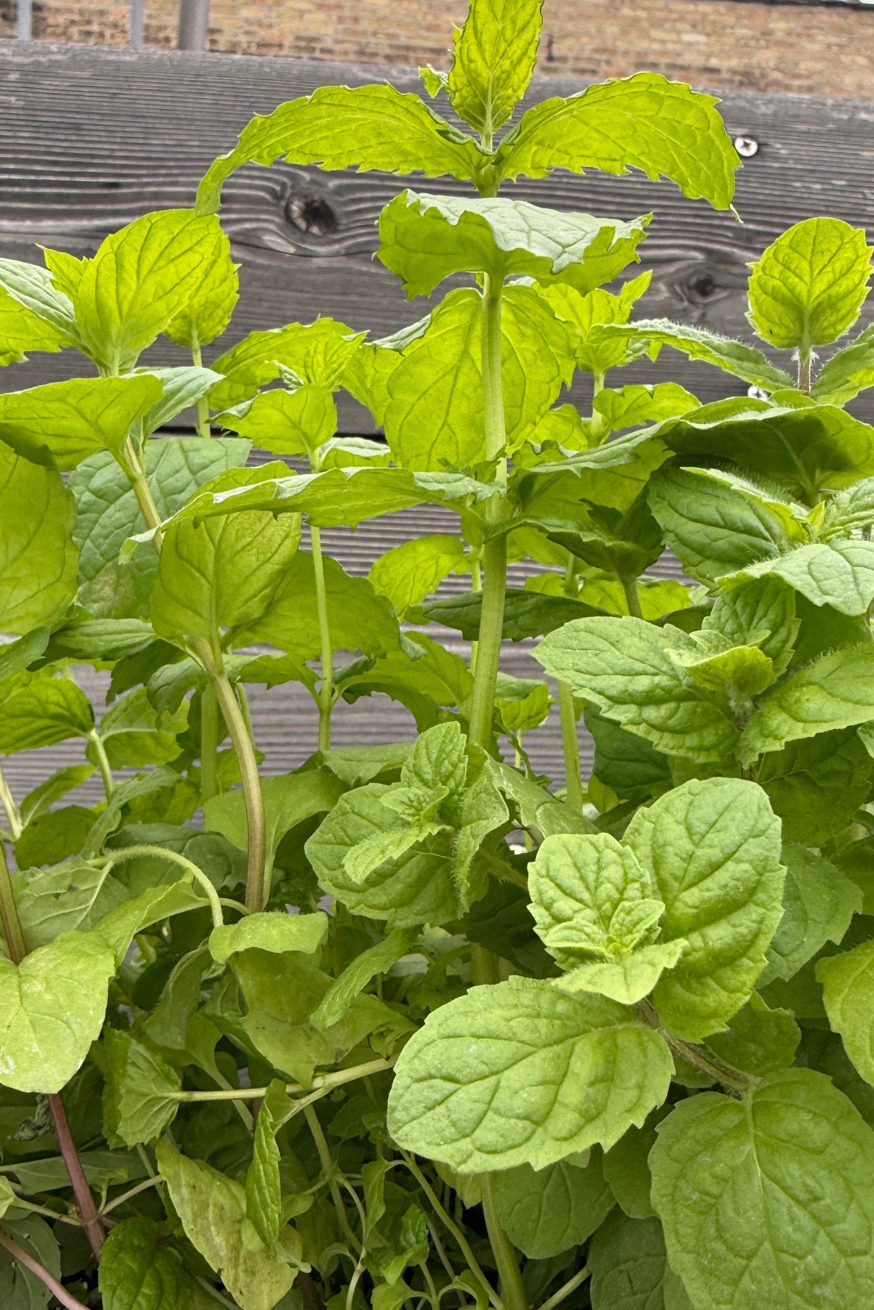 Mentha s. "Spearmint" up close in April ©Sprout Home