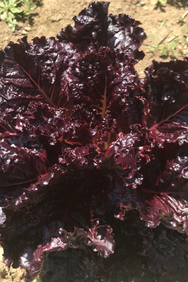 Merlot lettuce plant up close by Hudson Valley Seed Company