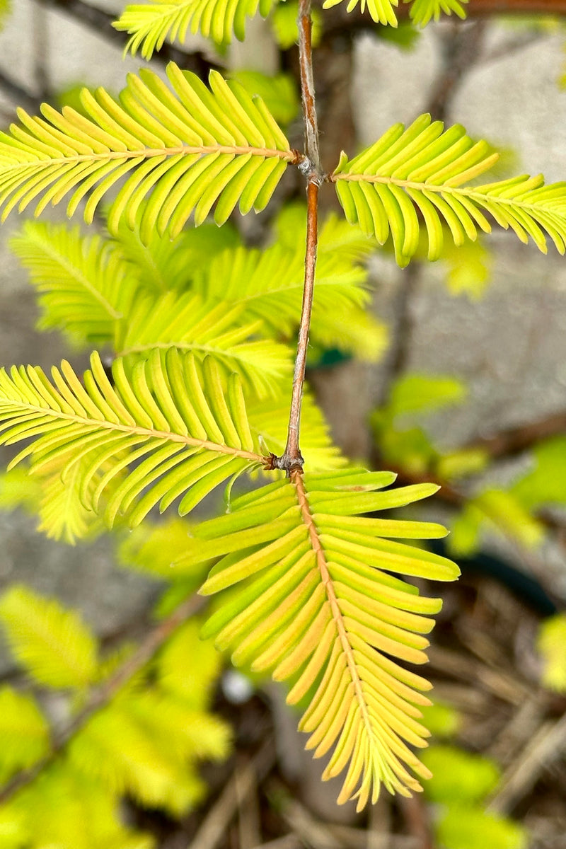 close up of the yellow green early June leaves of the Metasequoia 'Amber Glow' tree at Sprout Home. 