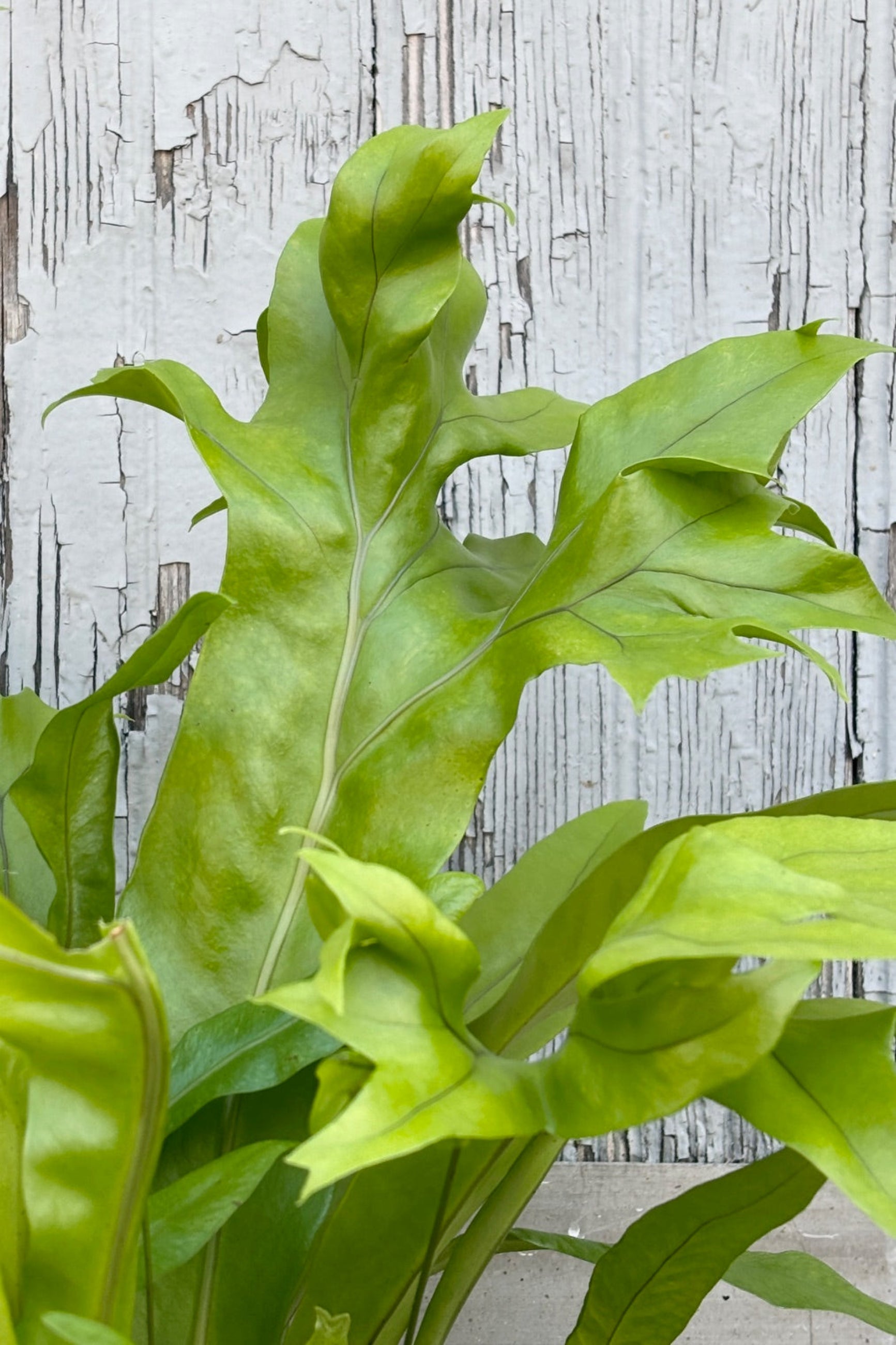 Close up of Microsorum Punctatum "Green Flame" against a grey wall ©Sprout Home