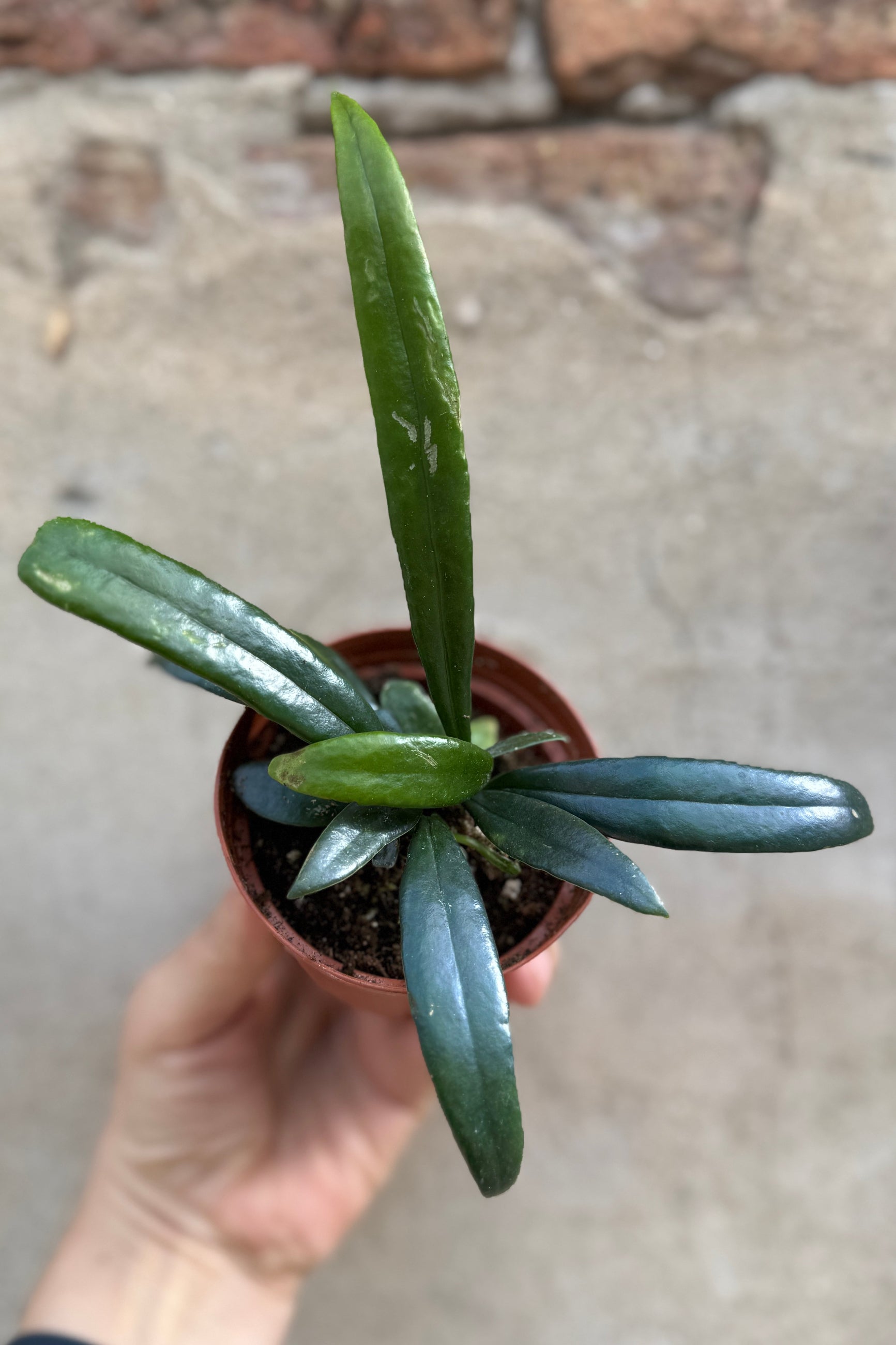 Microsorum thailandicum "Oil Fern" in a  3" growers pot being held in hand ©Sprout Home