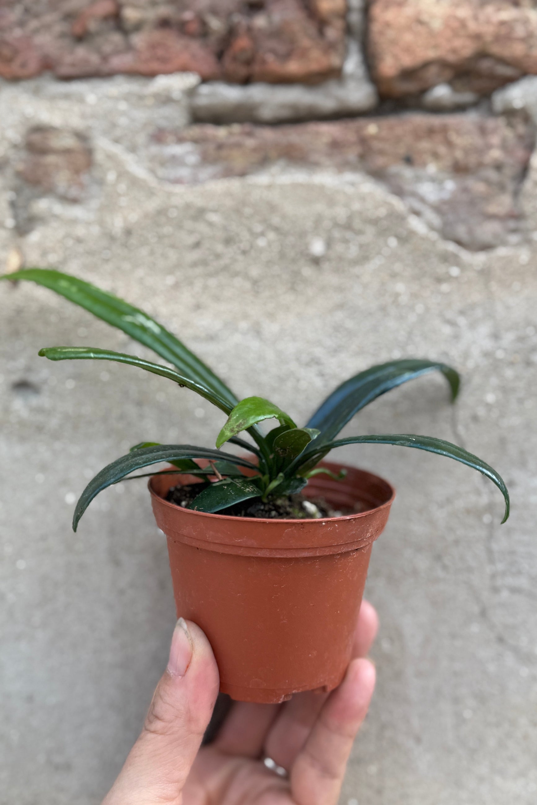 Microsorum thailandicum "Oil Fern" in a  3" growers pot being held in hand ©Sprout Home