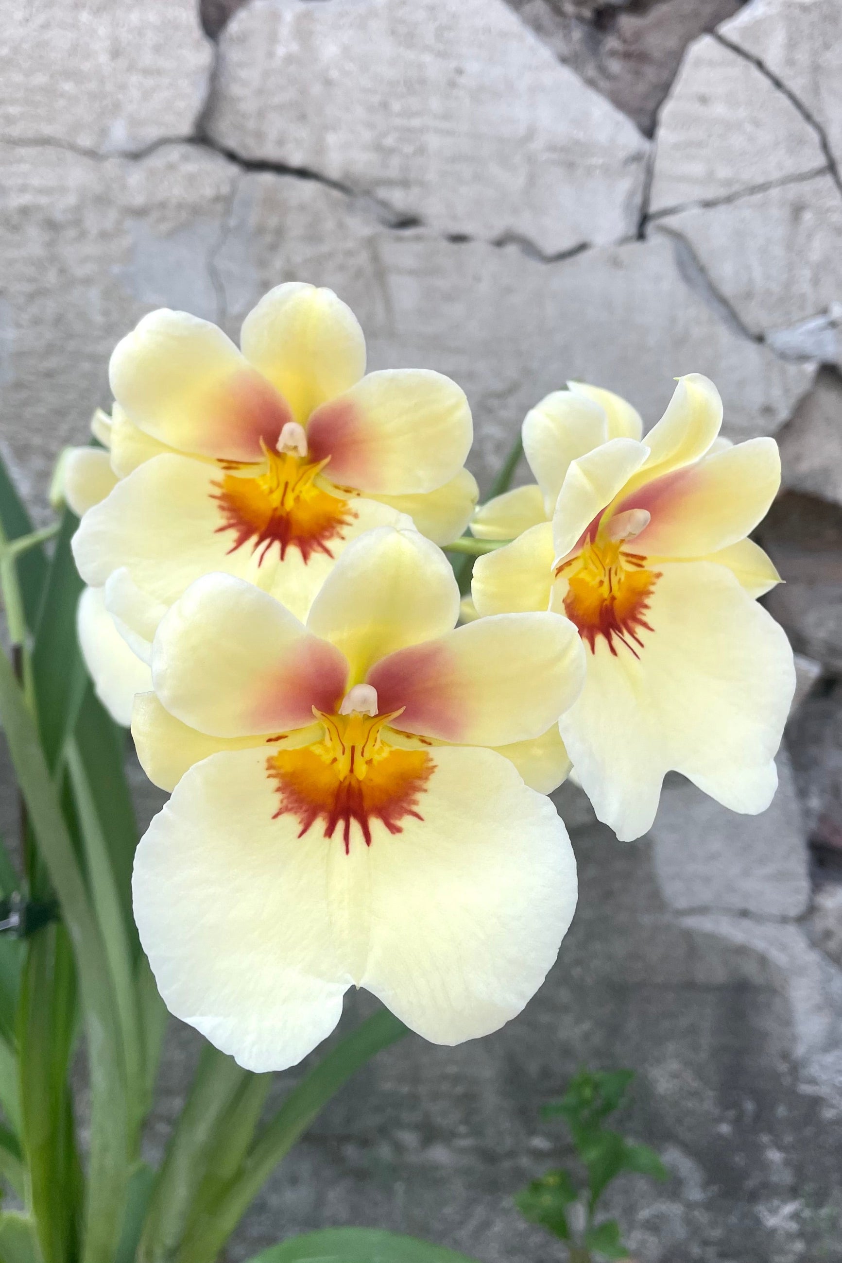 A detailed view of Miltoniopsis orchid against concrete backdrop ©Sprout Home