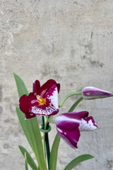Close photo of purple and white Miltonia Miltonopsis orchid flower against a cement wall.
