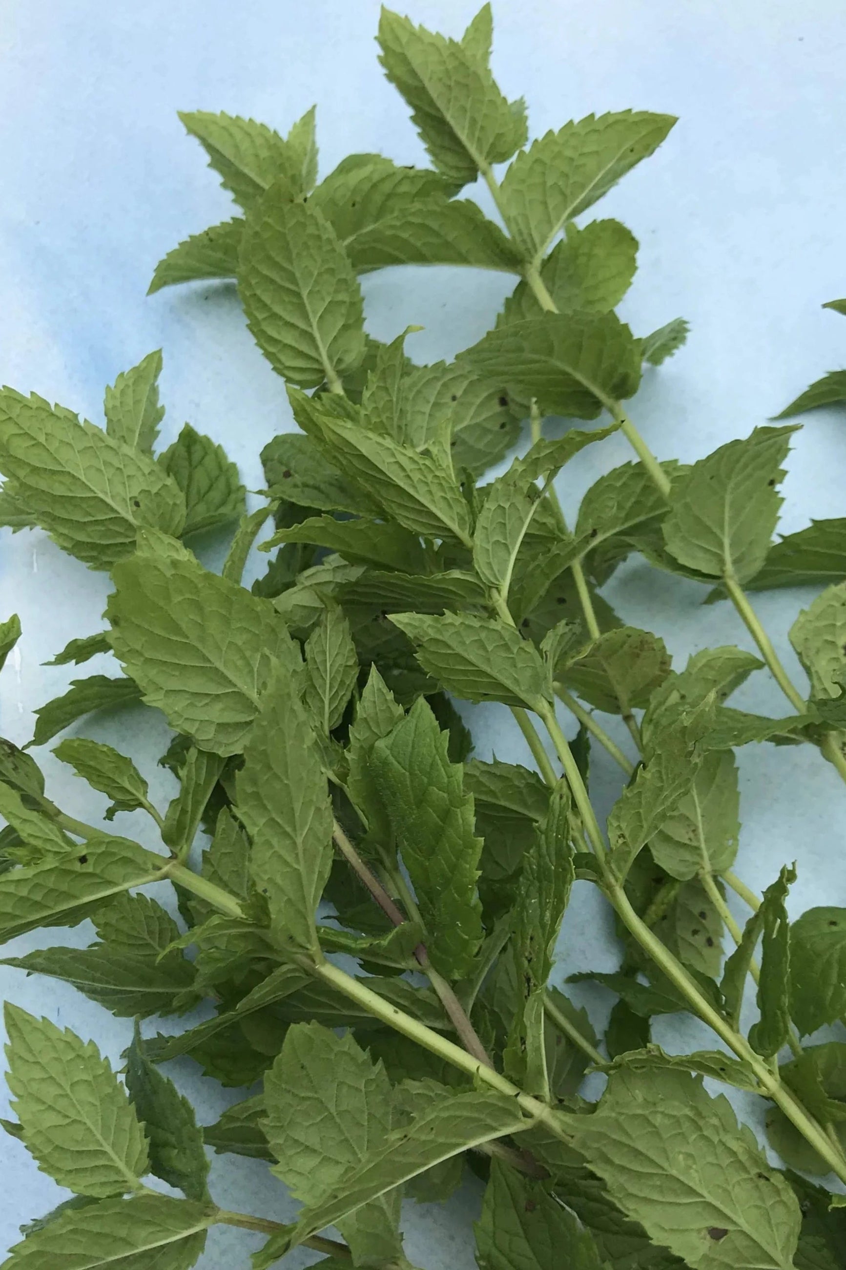 Green leafy mint branches on a light blue background  ©Hudson Valley Seed Co.