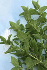 Mint leaves on stems laying on a white blue surface by Hudson Valley Seed Company