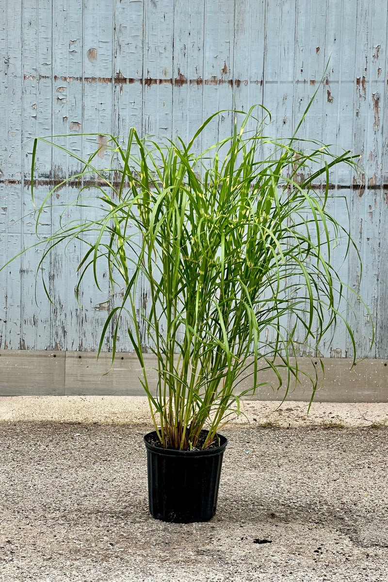 Miscanthus 'Zebrinus' in a #3 growers pot standing tall and staring to arch the beginning of June