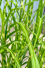 Close up picture of the striped blades of the Miscanthus 'Zebrinus' the beginning of June