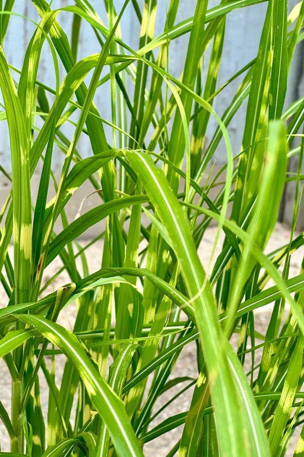 Close up picture of the striped blades of the Miscanthus 'Zebrinus' the beginning of June