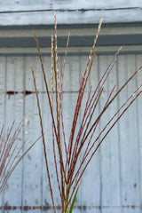 A close photo of the flowers of Miscanthus 'Zebrinus' shown against a gray wall in late September.