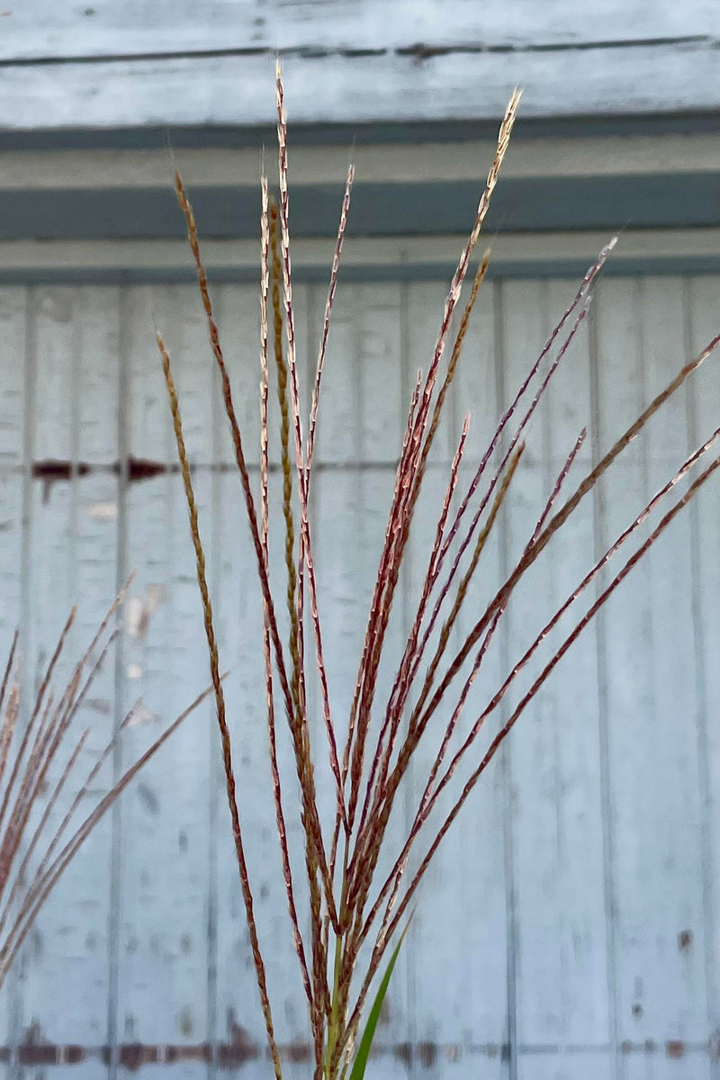 A close photo of the flowers of Miscanthus 'Zebrinus' shown against a gray wall in late September.