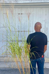 Miscanthus 'Zebrinus' in a #3 growers pot standing tall with flowers reaching taller abave. A man is standing to the right of the plant with his back to the viewer to show the over 6' height of the flowers. This plant is shown against a gray wall at the end of September.